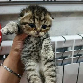 шотланд весло ухи pisik