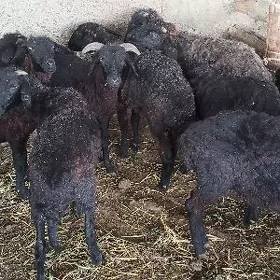 Garaköli işşekler