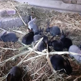 towsan caga pol welikan