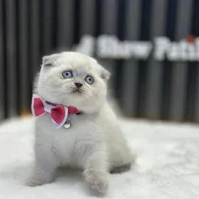 шотландски