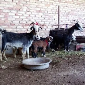 Geçiler Saýlama Ekiz Owlakly