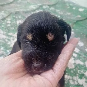 щенки в добрые руки