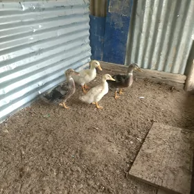 Ordek indautka juyjesi