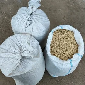 Saly tuhum "Min baş"