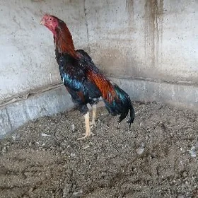 байес хораз