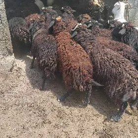 guzyly goyun işşek