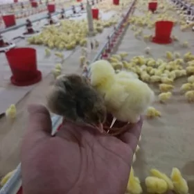 towuk ferma işgär gerek