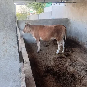 бакылан тохум туве