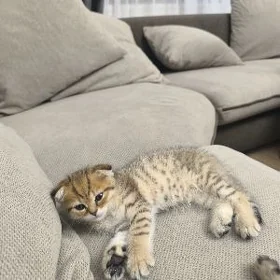 Домашние животные