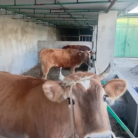 бакылан тохум улы туве