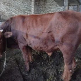 Бурлат окузче