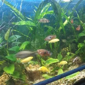 аквариумные растения