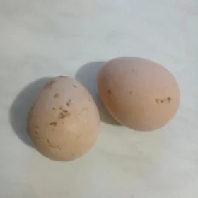 sìsarka käkelik ýumurtga