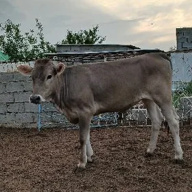 ARASSA ŞIWES TÜWLER