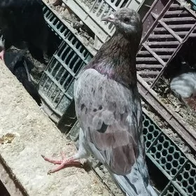 Кепдери Голуби.