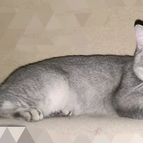 Шотландский Кот