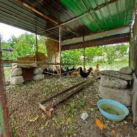 Ataks Towuk Turkmen Towuk