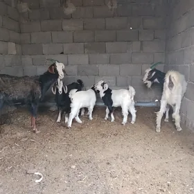 EKIZ OWLAKLY GECI 2sany