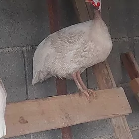 kisarka yabany guş yumurtkasy