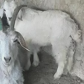 cewis cykan owlaklar