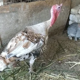 Индук Хораз