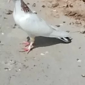 Kepderi Mramor şeý