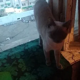 сиамская кошка