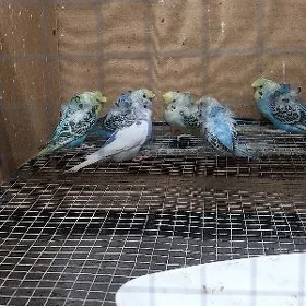 papugaý bantikovyý