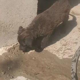 It.  yitdi ady Koper