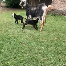 pàkistan tekeden bolan owlak