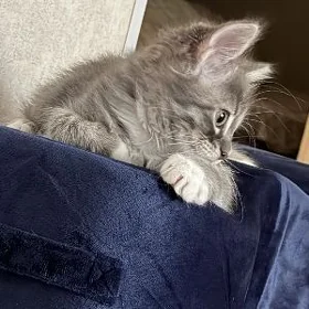 котенок девочка  2.5 месяца