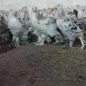 брама жужелер 3 айлык