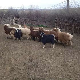 Bere. tokly.  we. cewis