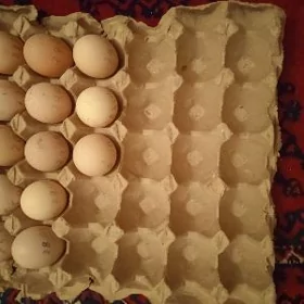 Куриные яйца