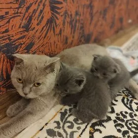 шотландские котята