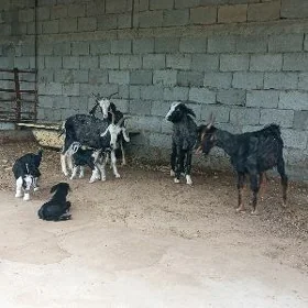 OWLAKLİ GEÇİLER 4 SANY