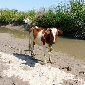 унажынунажын