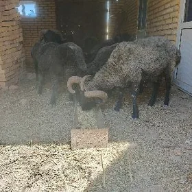 Kurbanlyk ucun Kockarlar semiz