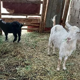 turk geci metis kelek saglya