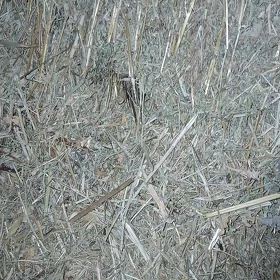 Üwelen ÿandakly ot