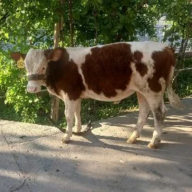 симентал окузче