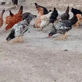 towuk juje 5 ay bolan