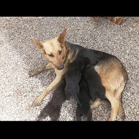 Awçarka güjükleri