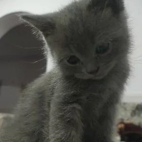 2 aýlyk gyzjagaz oyuncul