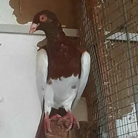 kepderi голуби