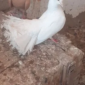 kepderi голуби