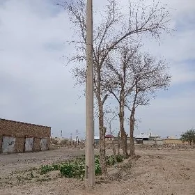 Șestgran stalba(tilgiram)