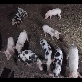 DONUZ JOJUK донуз жожук