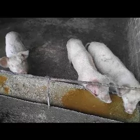 DONUZ JOJUK Донуз жожук