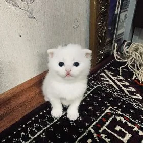 Котята вислоухие